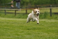 Jederhundrennen / Bild 42 von 143 / 01.05.2015 14:56 / DSC_1940.JPG