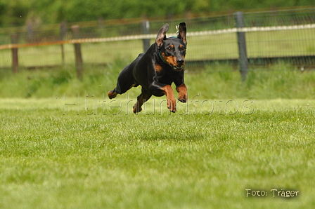 Jederhundrennen / Bild 51 von 143 / 01.05.2015 15:02 / DSC_1994.JPG