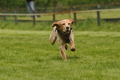 Jederhundrennen / Bild 56 von 143 / 01.05.2015 15:04 / DSC_2013.JPG