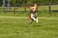 Jederhundrennen / Bild 67 von 143 / 01.05.2015 15:09 / DSC_2044.JPG