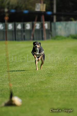 Jederhundrennen / Bild 1 von 488 / 01.05.2016 10:34 / DSC_8988.JPG