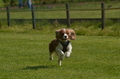 Jederhundrennen / Bild 8 von 488 / 01.05.2016 10:46 / DSC_7987.JPG