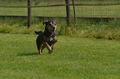 Jederhundrennen / Bild 13 von 488 / 01.05.2016 10:48 / DSC_8005.JPG