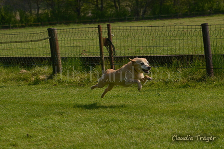 Jederhundrennen / Bild 14 von 488 / 01.05.2016 10:49 / DSC_8018.JPG