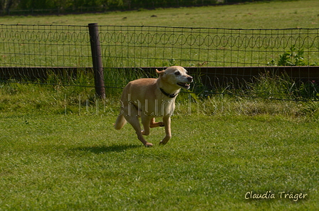 Jederhundrennen / Bild 15 von 488 / 01.05.2016 10:49 / DSC_8019.JPG