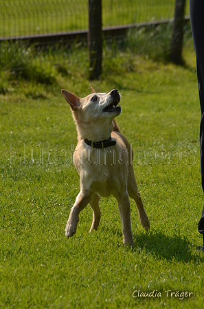 Jederhundrennen / Bild 17 von 488 / 01.05.2016 10:50 / DSC_8025.JPG