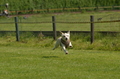 Jederhundrennen / Bild 18 von 488 / 01.05.2016 10:50 / DSC_8031.JPG