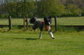 Jederhundrennen / Bild 50 von 488 / 01.05.2016 11:10 / DSC_8209.JPG