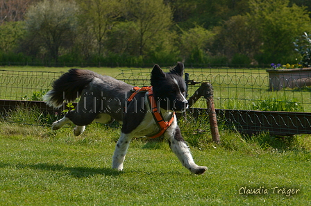 Jederhundrennen / Bild 51 von 488 / 01.05.2016 11:10 / DSC_8211.JPG