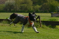 Jederhundrennen / Bild 51 von 488 / 01.05.2016 11:10 / DSC_8211.JPG