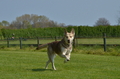 Jederhundrennen / Bild 56 von 488 / 01.05.2016 11:13 / DSC_8248.JPG