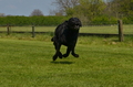 Jederhundrennen / Bild 415 von 488 / 01.05.2016 14:21 / DSC_0501.JPG