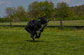 Jederhundrennen / Bild 461 von 488 / 01.05.2016 14:37 / DSC_0798.JPG