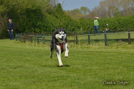 Jederhundrennen / Bild 470 von 488 / 01.05.2016 14:39 / DSC_0829.JPG