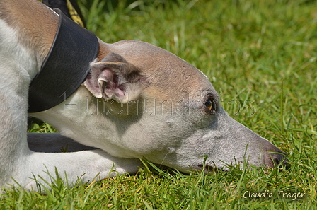 Jederhundrennen / Bild 483 von 488 / 01.05.2016 14:53 / DSC_0944.JPG