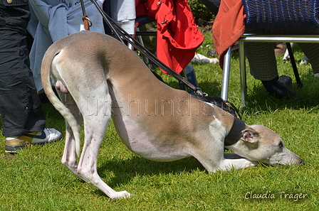 Jederhundrennen / Bild 484 von 488 / 01.05.2016 14:53 / DSC_0946.JPG