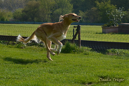 Jederhundrennen / Bild 5 von 516 / 01.05.2017 10:26 / DSC_6626.JPG