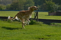 Jederhundrennen / Bild 5 von 516 / 01.05.2017 10:26 / DSC_6626.JPG