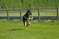 Jederhundrennen / Bild 6 von 516 / 01.05.2017 10:36 / DSC_6632.JPG