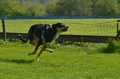 Jederhundrennen / Bild 7 von 516 / 01.05.2017 10:36 / DSC_6635.JPG