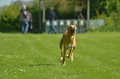 Jederhundrennen / Bild 10 von 516 / 01.05.2017 10:38 / DSC_6650.JPG