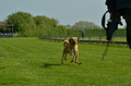 Jederhundrennen / Bild 11 von 516 / 01.05.2017 10:38 / DSC_6652.JPG