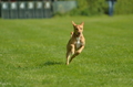 Jederhundrennen / Bild 14 von 516 / 01.05.2017 10:40 / DSC_6666.JPG