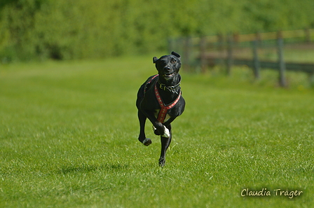 Jederhundrennen / Bild 15 von 516 / 01.05.2017 10:41 / DSC_6676.JPG