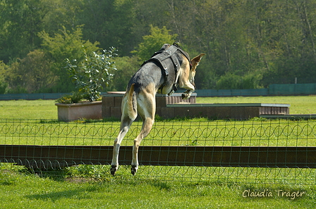 Jederhundrennen / Bild 19 von 516 / 01.05.2017 10:43 / DSC_6693.JPG