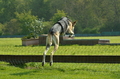 Jederhundrennen / Bild 19 von 516 / 01.05.2017 10:43 / DSC_6693.JPG