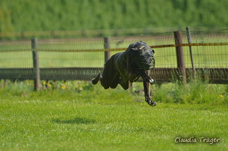 Jederhundrennen / Bild 21 von 516 / 01.05.2017 10:44 / DSC_6712.JPG