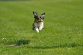 Jederhundrennen / Bild 61 von 516 / 01.05.2017 11:04 / DSC_6916.JPG