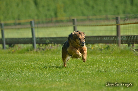 Jederhundrennen / Bild 67 von 516 / 01.05.2017 11:07 / DSC_6956.JPG