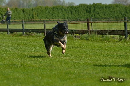 Jederhundrennen / Bild 70 von 516 / 01.05.2017 11:09 / DSC_6972.JPG