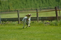 Jederhundrennen / Bild 75 von 516 / 01.05.2017 11:09 / DSC_6981.JPG