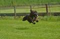 Jederhundrennen / Bild 140 von 516 / 01.05.2017 11:34 / DSC_7212.JPG