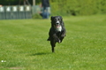 Jederhundrennen / Bild 182 von 516 / 01.05.2017 11:49 / DSC_7413.JPG