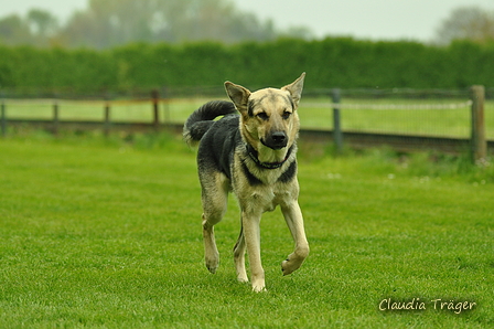 Jederhundrennen / Bild 463 von 516 / 01.05.2017 15:13 / DSC_2579.JPG