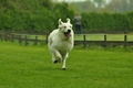 Jederhundrennen / Bild 486 von 516 / 01.05.2017 15:20 / DSC_2668.JPG