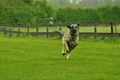 Jederhundrennen / Bild 490 von 516 / 01.05.2017 15:21 / DSC_2687.JPG