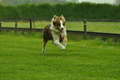 Jederhundrennen / Bild 491 von 516 / 01.05.2017 15:22 / DSC_2697.JPG