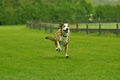 Jederhundrennen / Bild 507 von 516 / 01.05.2017 15:27 / DSC_2758.JPG