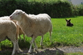 Kelpie-Umtrieb / Bild 1 von 90 / 17.08.2014 11:42 / DSC_5676.JPG