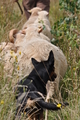 Kelpie-Umtrieb / Bild 5 von 90 / 17.08.2014 11:48 / DSC_3172.JPG