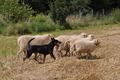 Kelpie-Umtrieb / Bild 6 von 90 / 17.08.2014 11:49 / DSC_3196.JPG