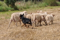 Kelpie-Umtrieb / Bild 7 von 90 / 17.08.2014 11:49 / DSC_3204.JPG