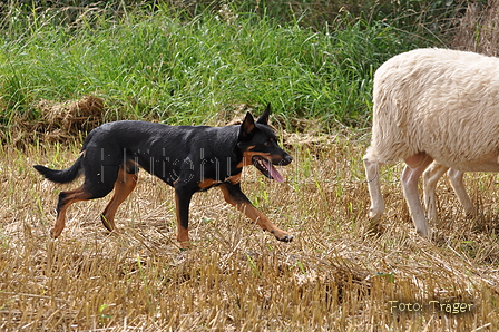 Kelpie-Umtrieb / Bild 8 von 90 / 17.08.2014 11:50 / DSC_3241.JPG