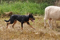 Kelpie-Umtrieb / Bild 8 von 90 / 17.08.2014 11:50 / DSC_3241.JPG