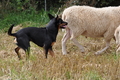 Kelpie-Umtrieb / Bild 9 von 90 / 17.08.2014 11:50 / DSC_3252.JPG