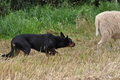 Kelpie-Umtrieb / Bild 10 von 90 / 17.08.2014 11:50 / DSC_3262.JPG